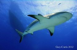 Reef Shark and The Shear Water by Gary Curtis 